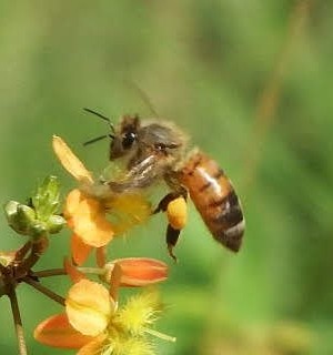 SAVE OUR HONEY BEES